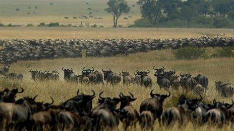 Wildebeest wind through the Kenya's Masai Mara national reserve on their annual migration between Kenya and Tanzania