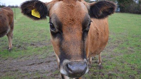 Maple Field Farm cow