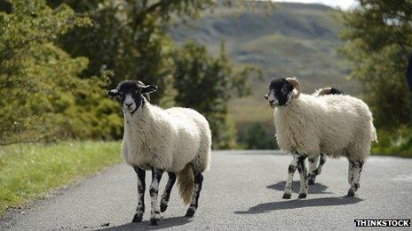 Sheep on the road