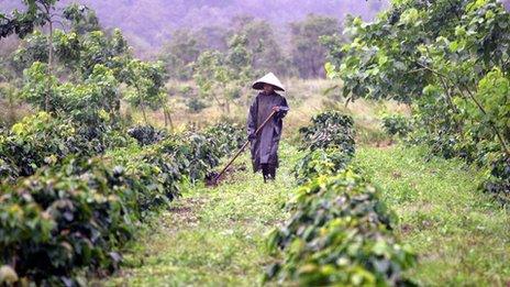 Coffee farmer