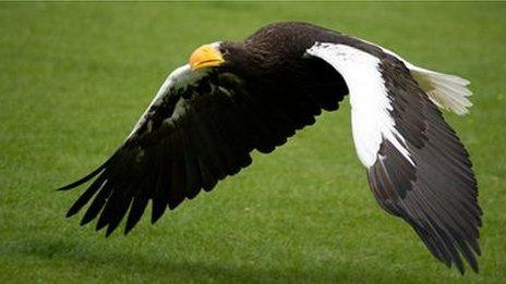 Nikita the Steller's Sea Eagle