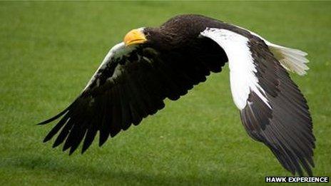 Nikita the Steller's Sea Eagle