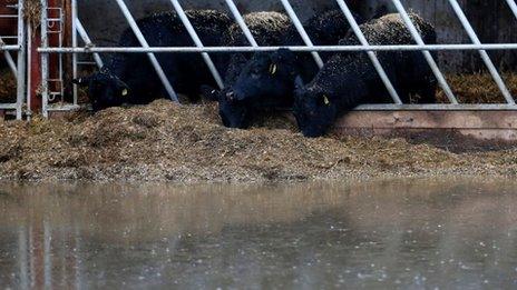 cows in Langport