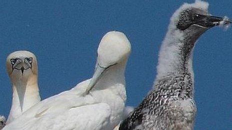 Two gannets and a gannet chick