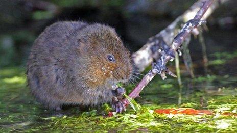 Water vole