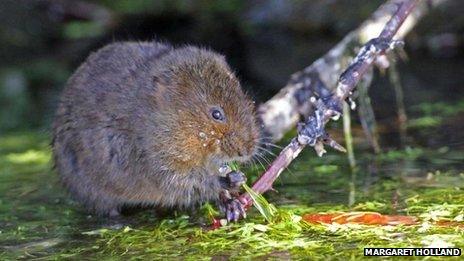 Water vole