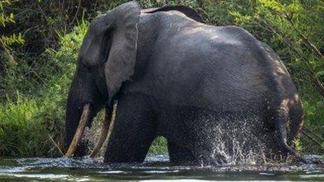 bull elephant bathes and drinks water on the northern shores of Lake Edward inside Virunga National Park, DR Congo - August 2013