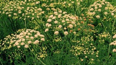 Hemlock water dropwart weed or 'poison parsnips'.