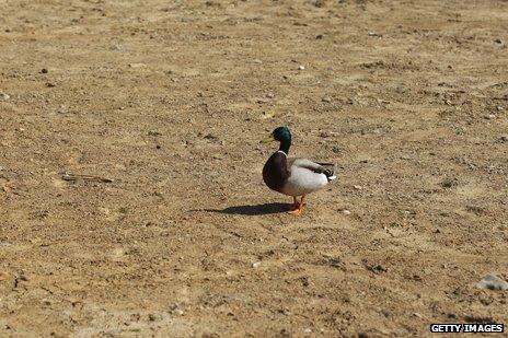 Duck in dry reservoir during drought