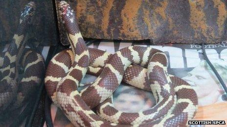 California kingsnake