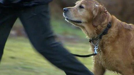 Dog being walked