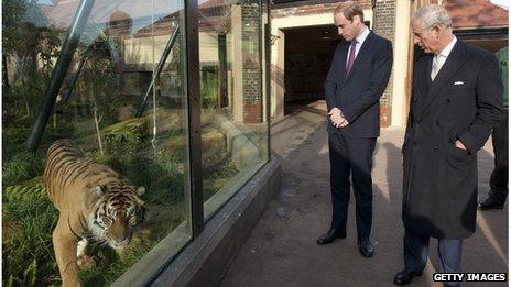 Prince William and Prince Charles looking at a tiger in a zoo