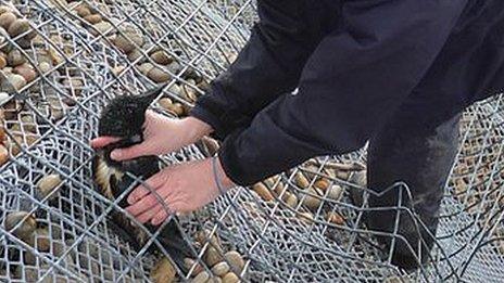 Angela Thomas rescuing a trapped razorbill