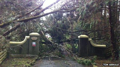 Fallen trees at Gumfreston near Tenby