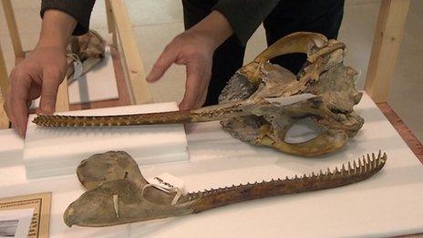 River dolphin skull