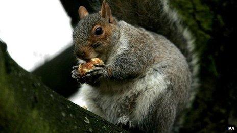 grey squirrel