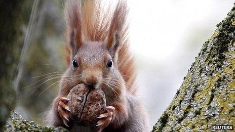 Red squirrel