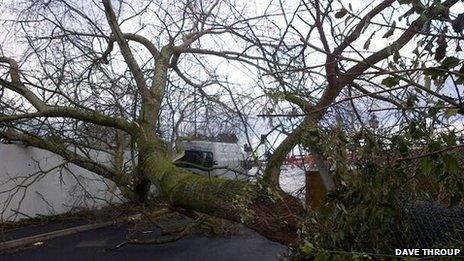 Fallen tree