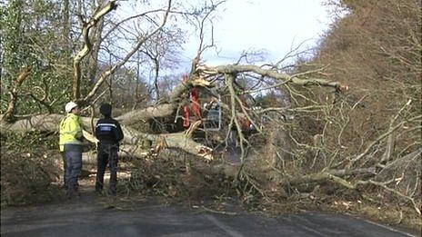 Tree on road