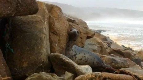 One of the seals peaks round from a rock