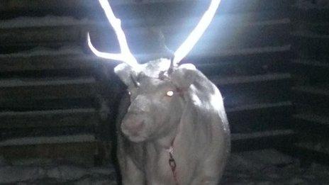 Reindeer treated with reflective substance