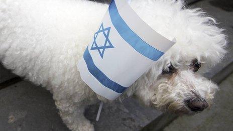 Dog with an Israeli flag at a pro-Israel demonstration