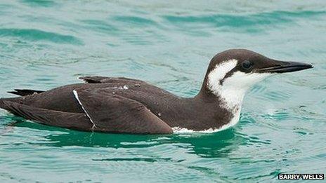 A healthy Guillemot