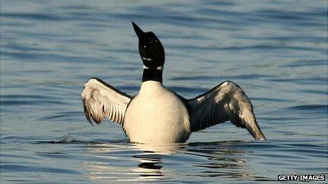 Great Northern Diver