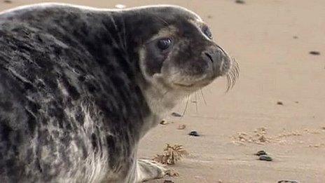 Seal pup released at Winterton-on-Sea, Norfolk