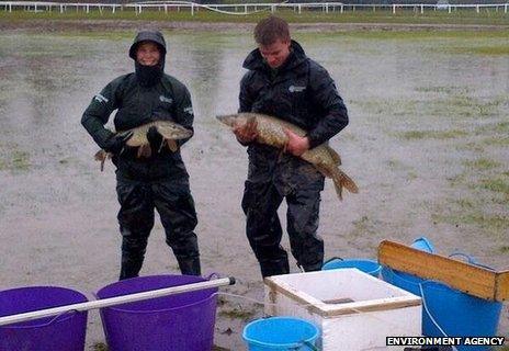 Environment Agency staff release fish