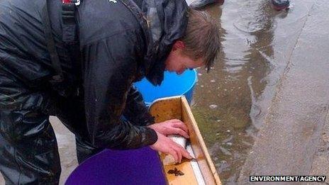 Environment Agency staff measuring fish