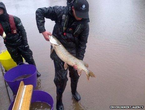 Environment Agency staff release fish