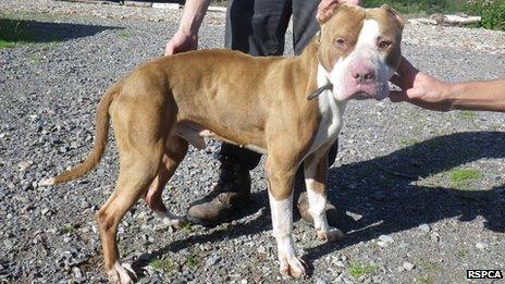 One of the Pit Bull Terrier type dogs seized by the RSPCA