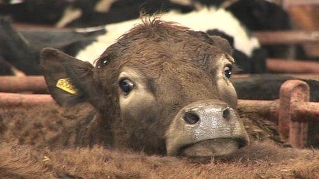 Cattle at Hatherleigh's market