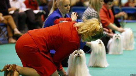 Maltese dogs are lined up for the judge during the second day of the Crufts Dog Show in Birmingham