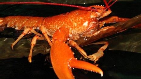 An orange-coloured lobster