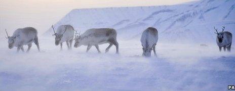 Wild reindeer foraging for food on the Arctic island of Svalbard