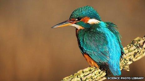 Kingfisher