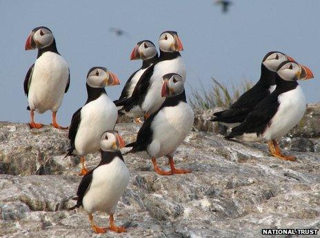 puffins