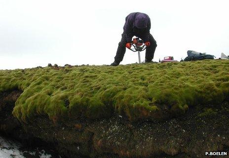 moss bank