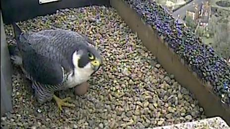 Peregrine falcon and egg on Norwich Cathedral