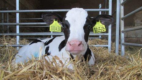 Newton Rigg dairy cow