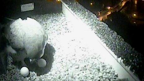 Infra-red view of peregrine's nest on Norwich Cathedral showing the second egg