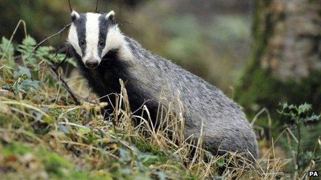 Badger