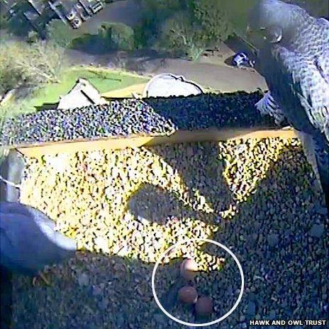 View of third peregrine's falcon nest on Norwich Cathedral