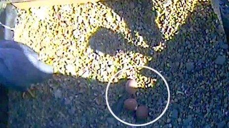 Third egg arrives in Norwich Cathedral nest