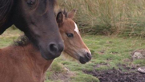 Dartmoor ponies