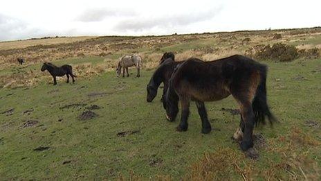 Ponies on Dartmoor