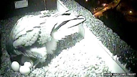 Infra-red view of peregrine's nest on Norwich Cathedral showing the fourth egg