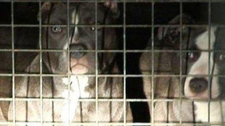 Dogs seized previously by Merseyside Police